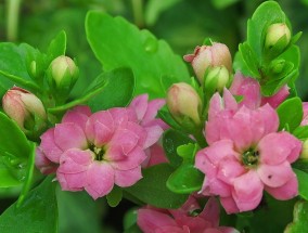 广西温室花卉批量定制中常见的花卉页面害虫及其防治策略，广西温室花卉批量定制中的花卉页面害虫及其防治策略